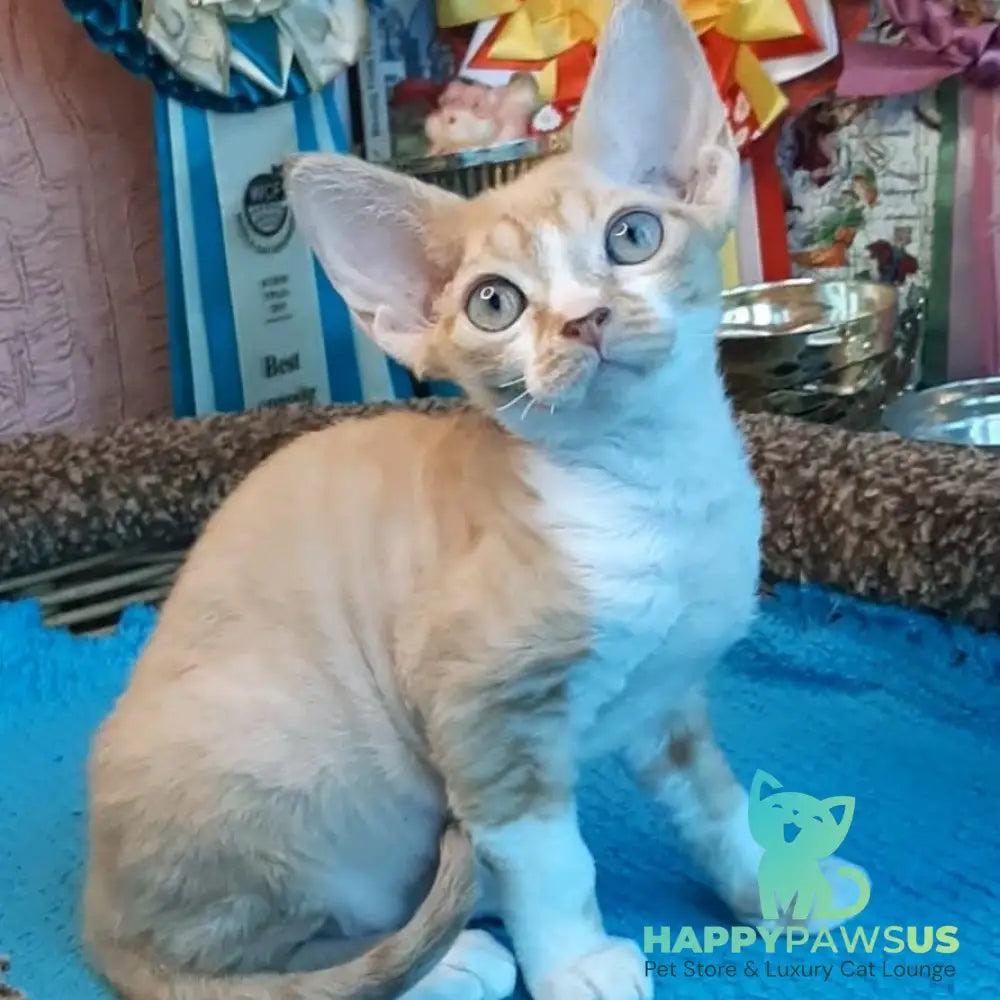 Glykeria Devon Rex female red tabby bicolour - live animals