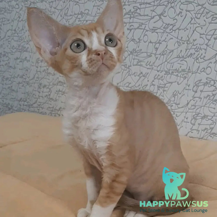 Glykeria Devon Rex female red tabby bicolour - live animals