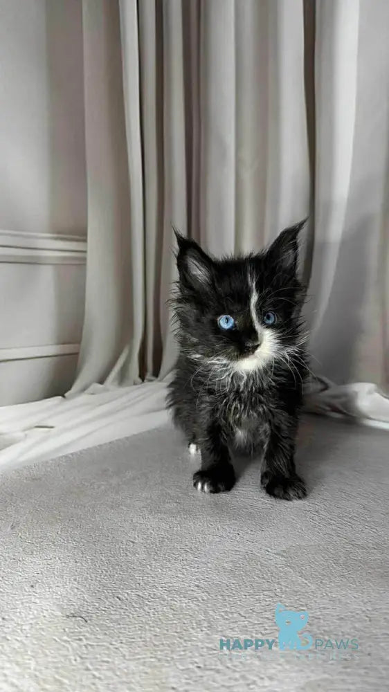 Goa Maine Coon female black silver with white live animals