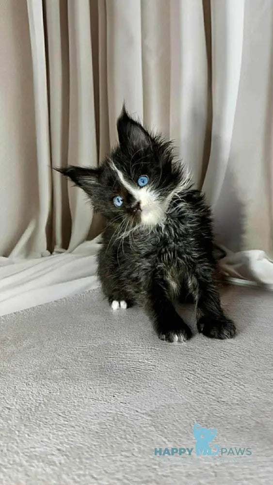 Goa Maine Coon female black silver with white live animals