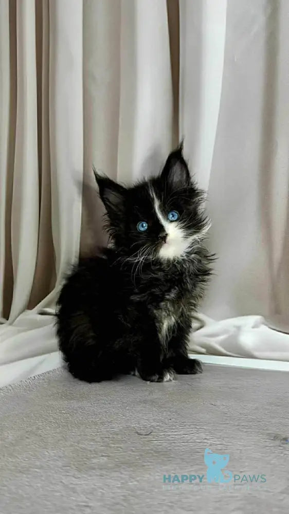 Goa Maine Coon female black silver with white live animals