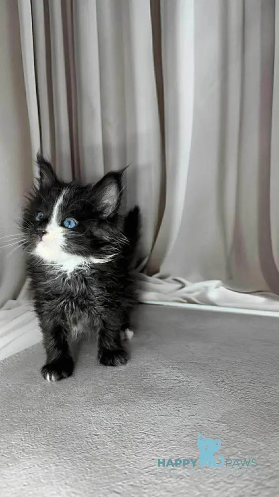 Goa Maine Coon female black silver with white live animals