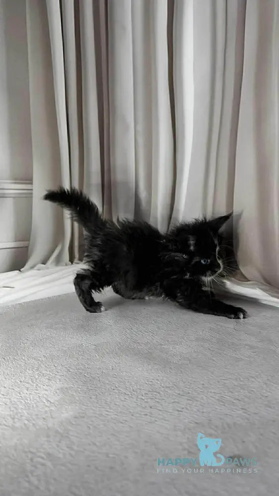 Goa Maine Coon female black silver with white live animals