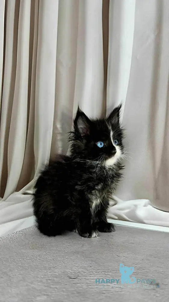 Goa Maine Coon female black silver with white live animals