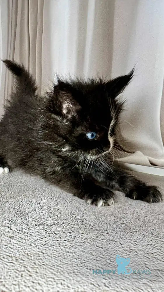 Goa Maine Coon female black silver with white live animals