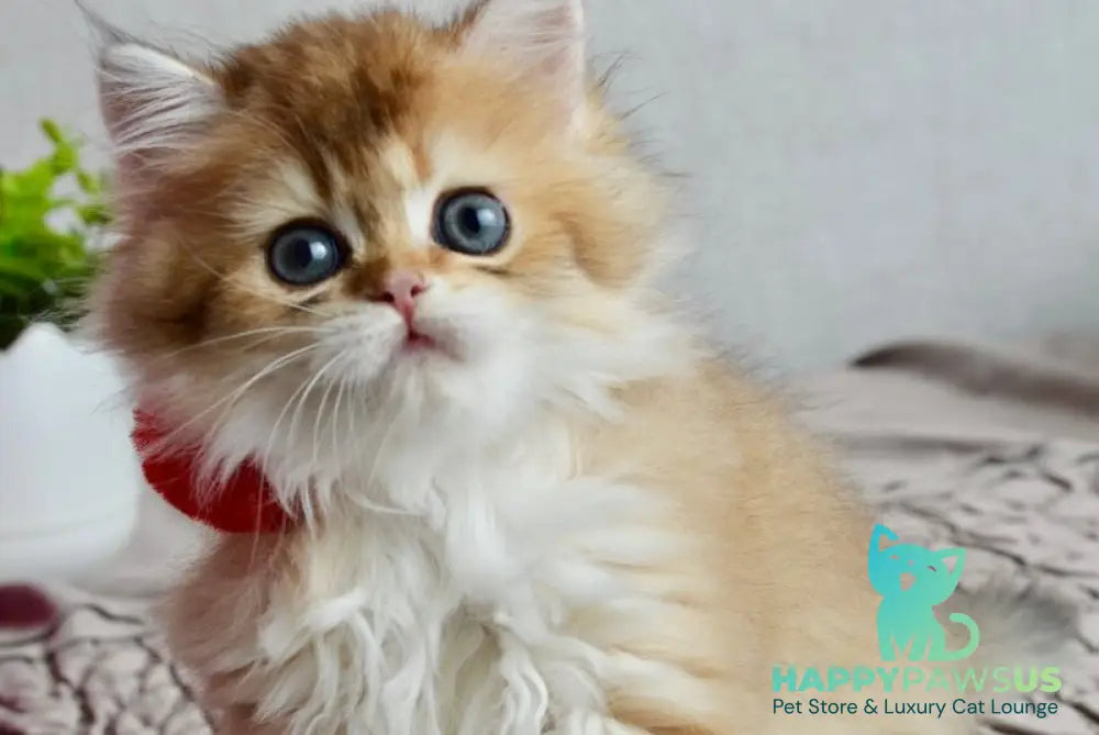 Goddess British Longhair female black golden shaded live animals