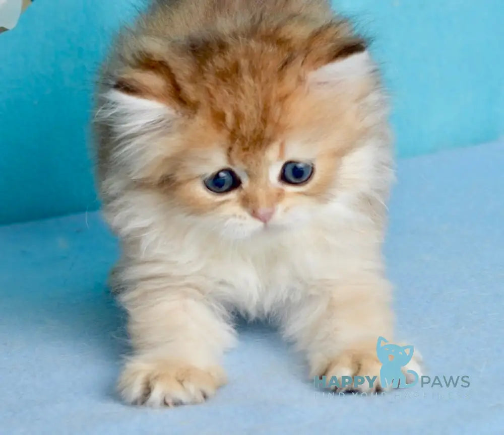 Goddess British Shorthair female black golden shaded live animals