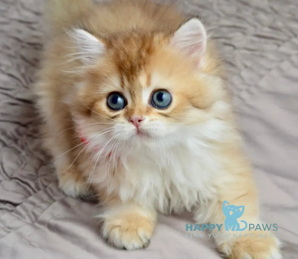Goddess British Longhair female black golden shaded live animals