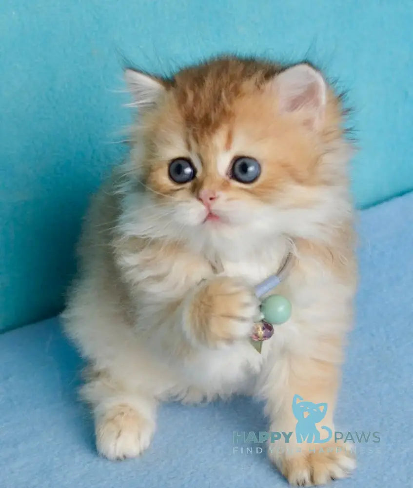 Goddess British Shorthair female black golden shaded live animals