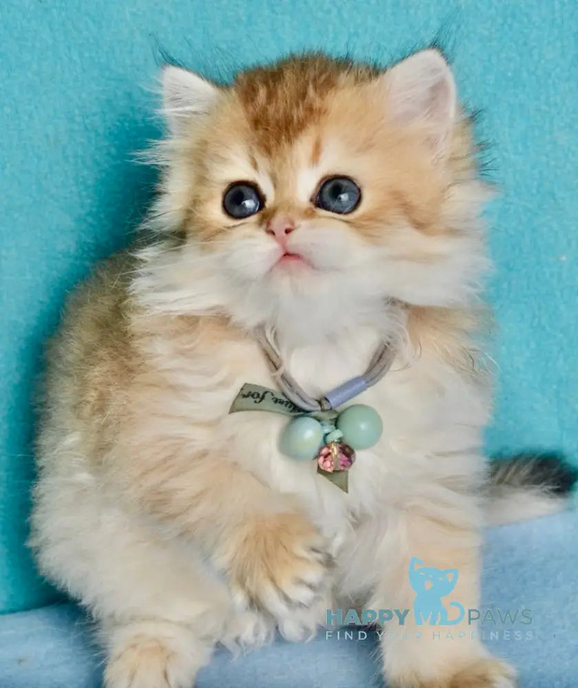 Goddess British Shorthair female black golden shaded live animals