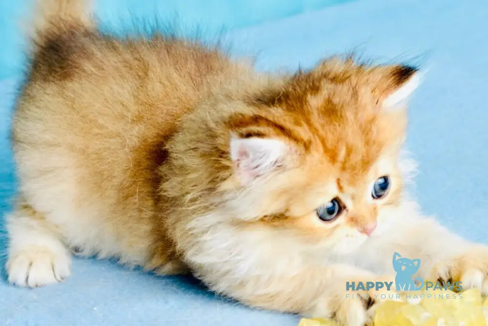 Goddess British Shorthair female black golden shaded live animals