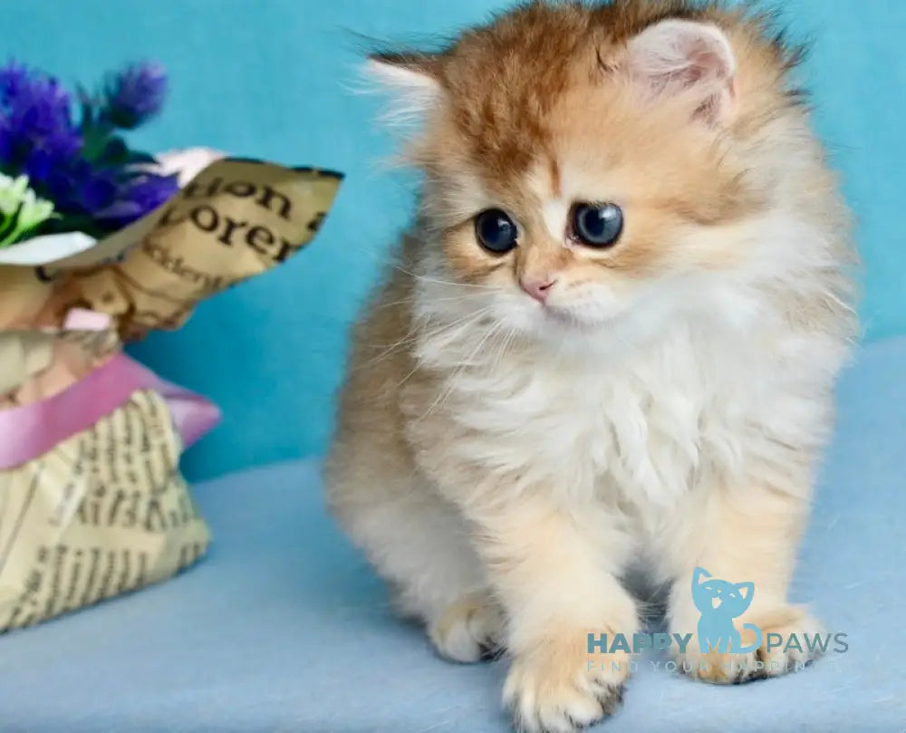 Goddess British Shorthair female black golden shaded live animals