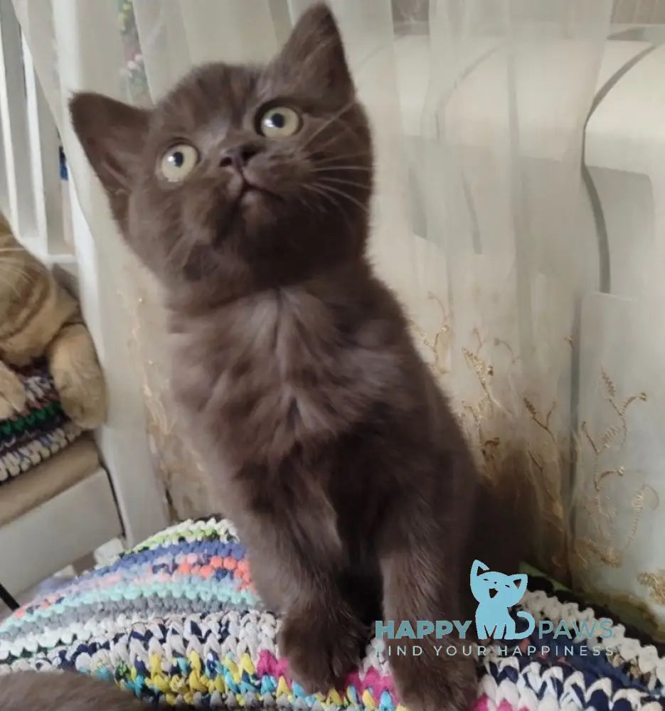 Godiva British Shorthair female chocolate live animals