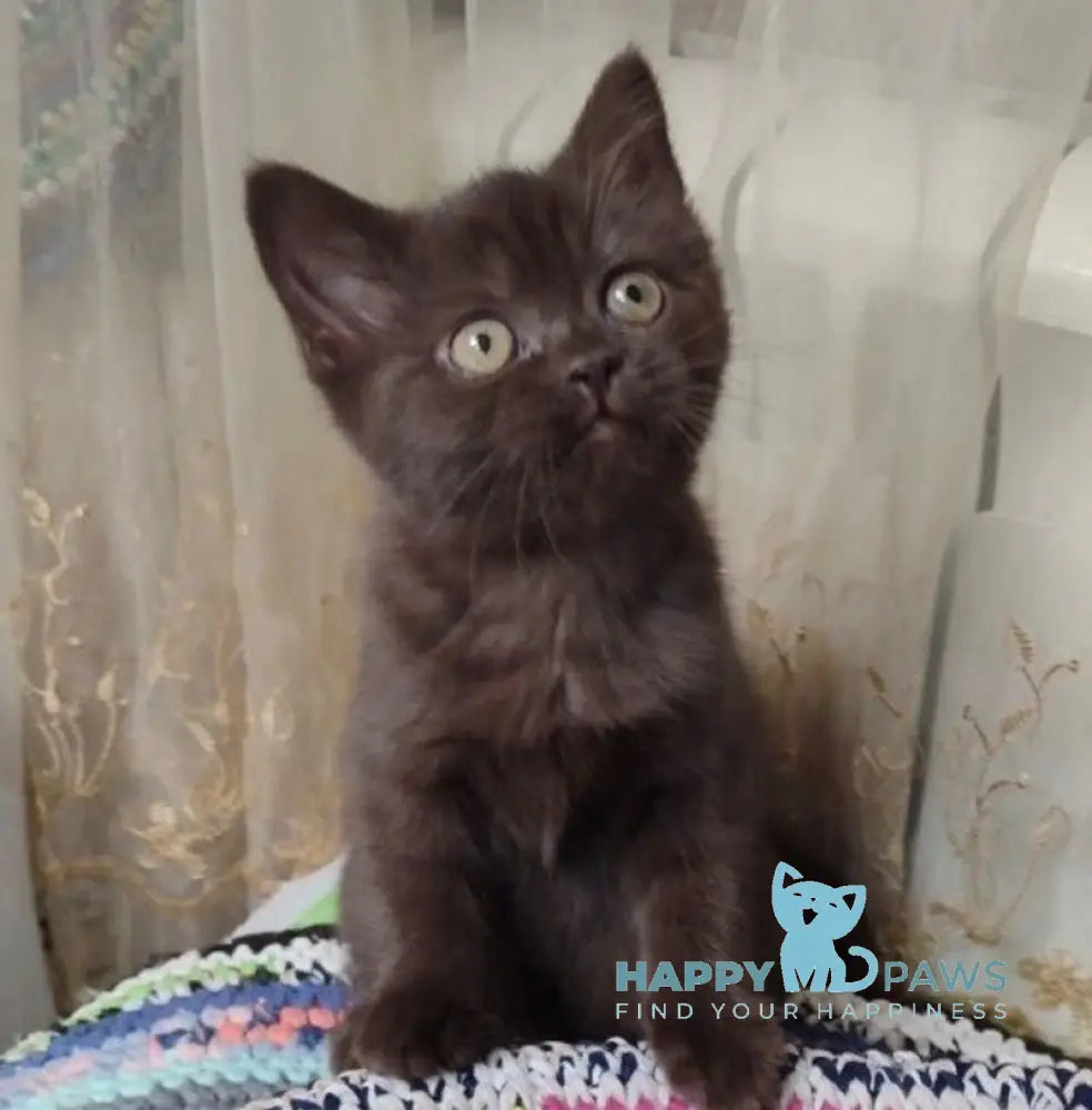 Godiva British Shorthair female chocolate live animals