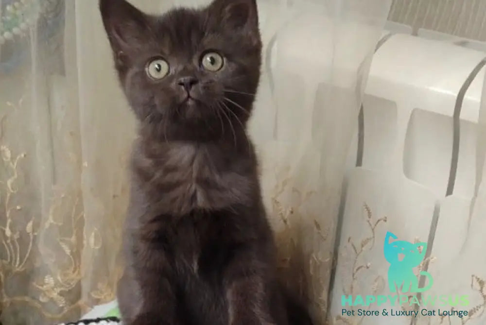 Godiva British Shorthair female chocolate live animals