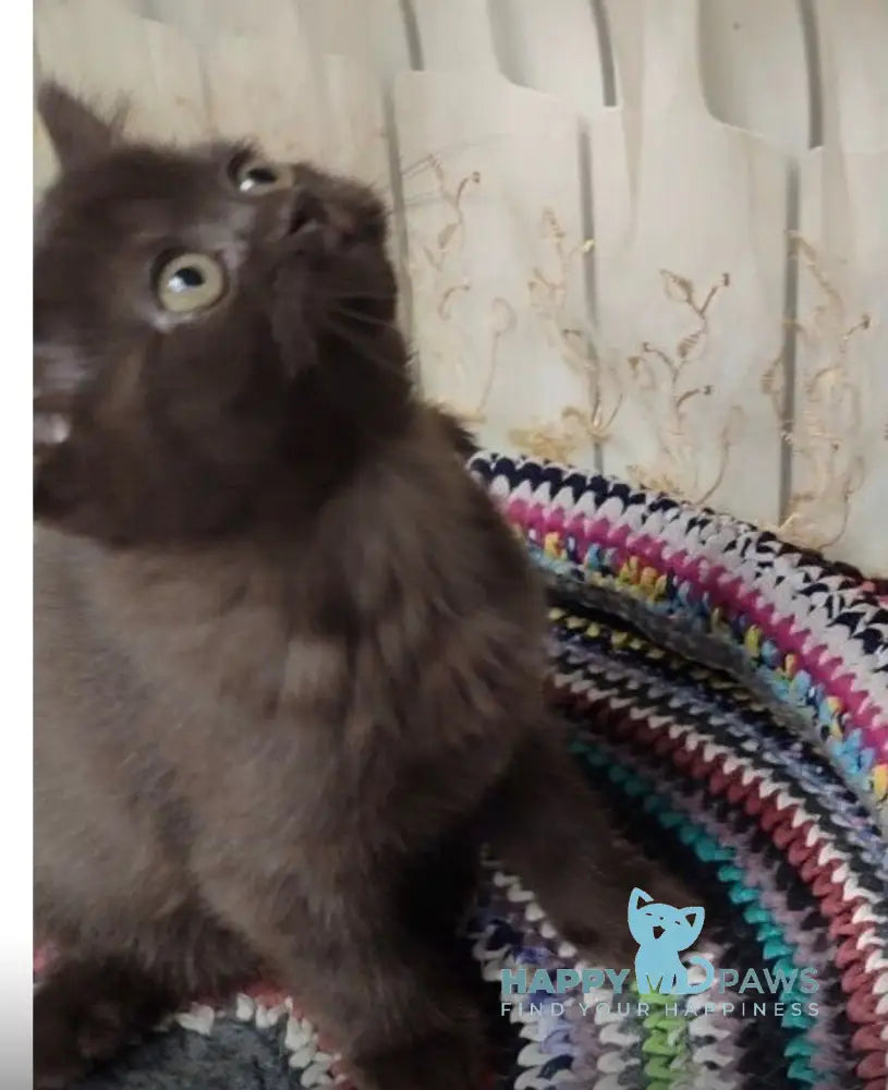 Godiva British Shorthair female chocolate live animals