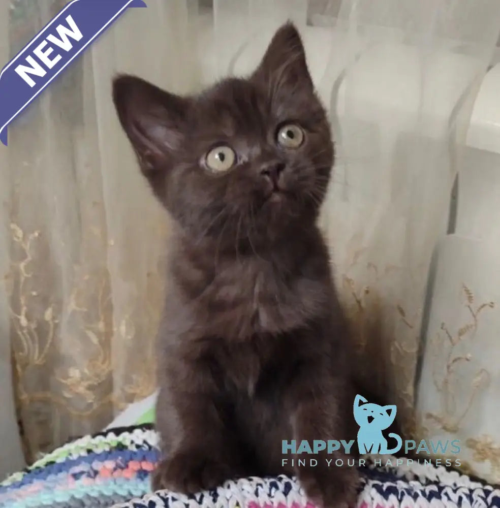 Godiva British Shorthair female chocolate live animals