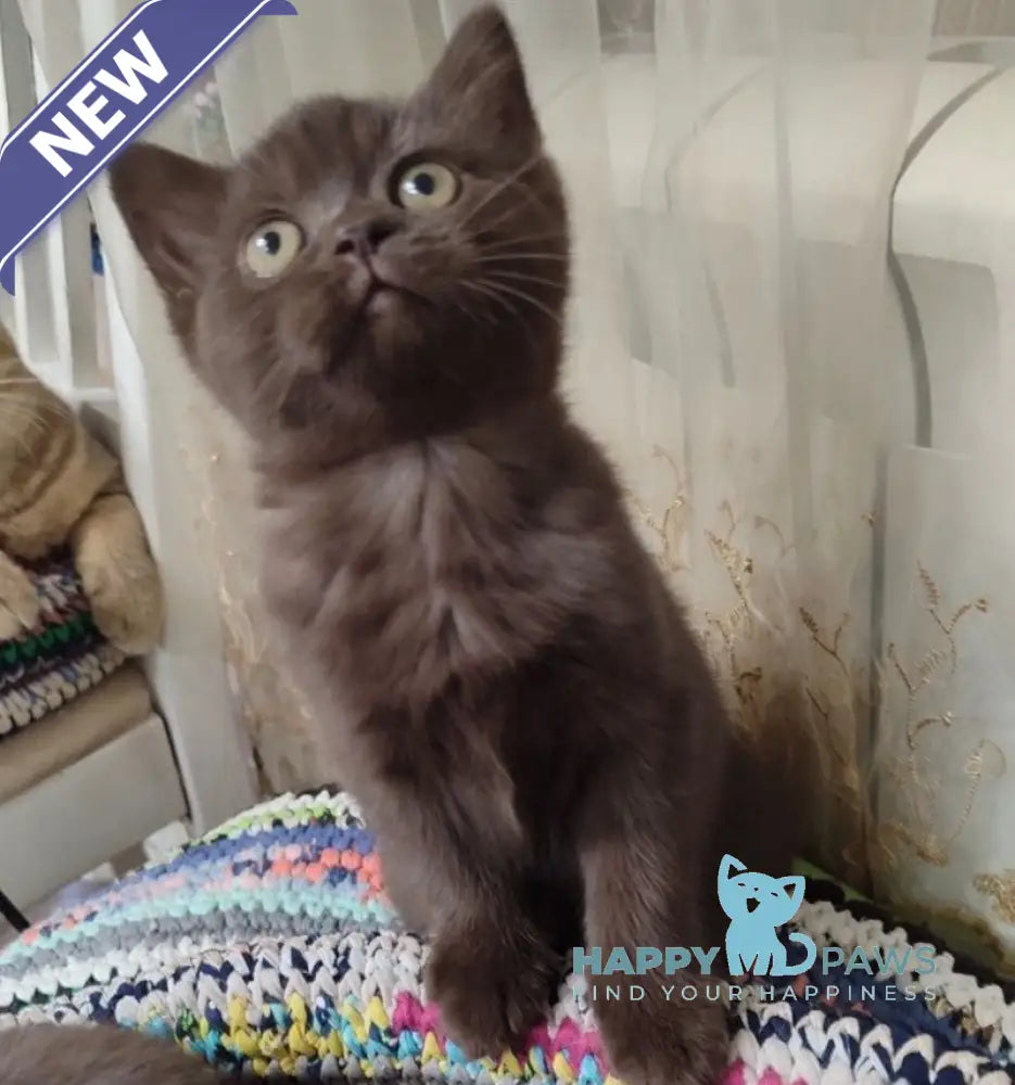 Godiva British Shorthair female chocolate live animals