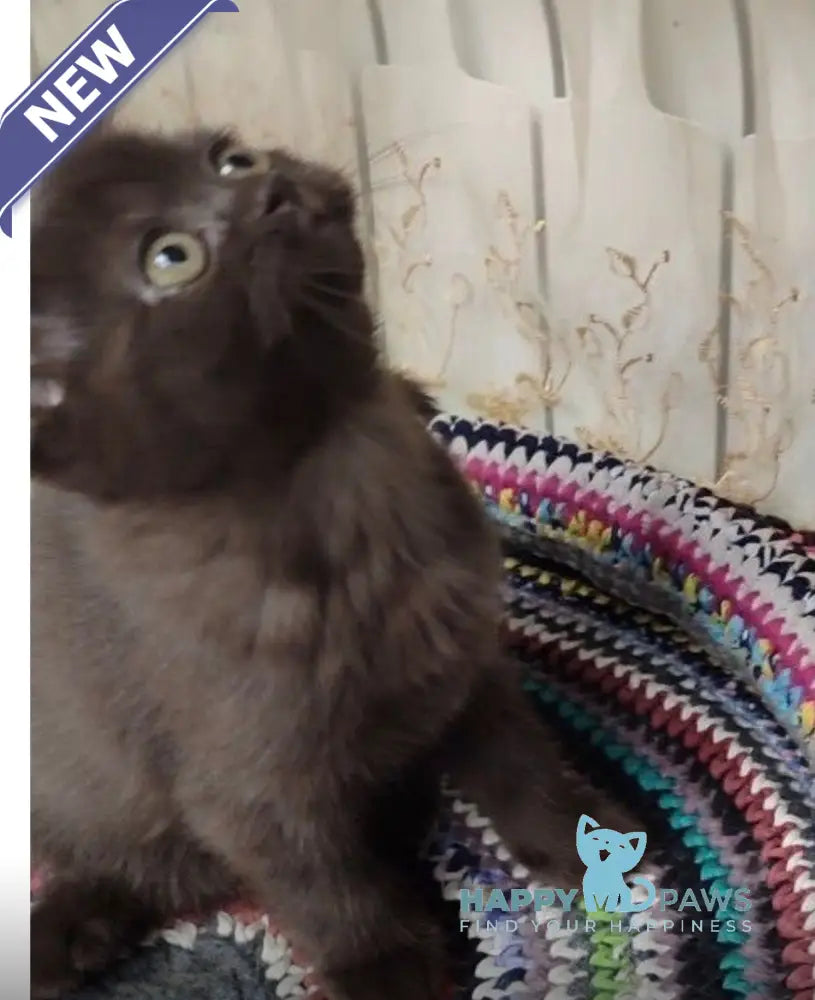 Godiva British Shorthair female chocolate live animals