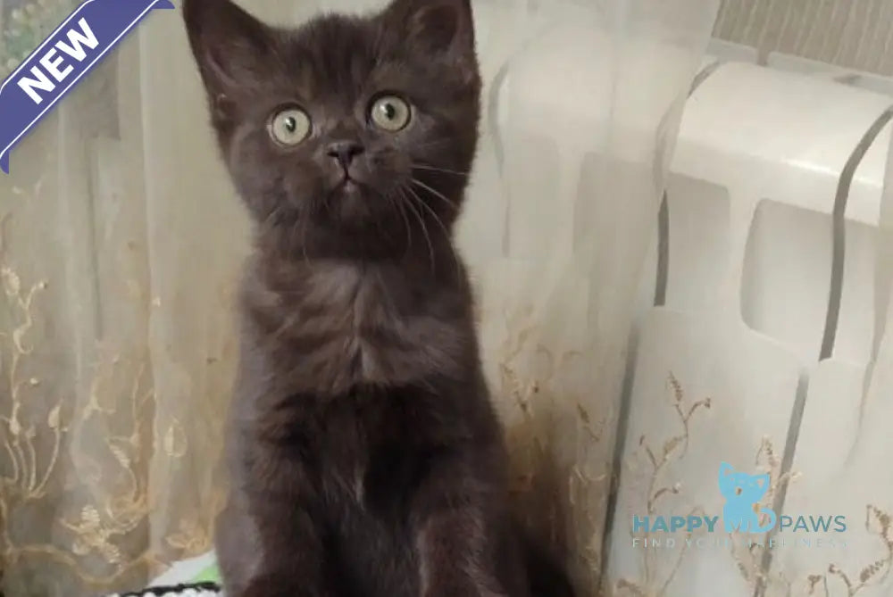 Godiva British Shorthair female chocolate live animals