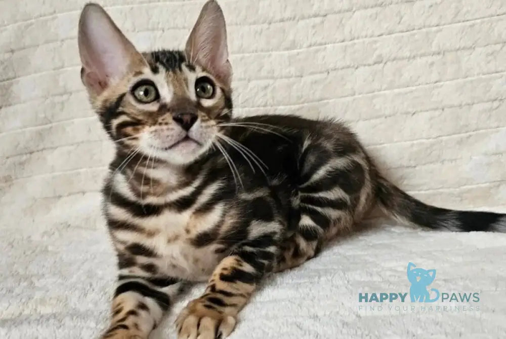 Gogen Bengal male black spotted tabby live animals