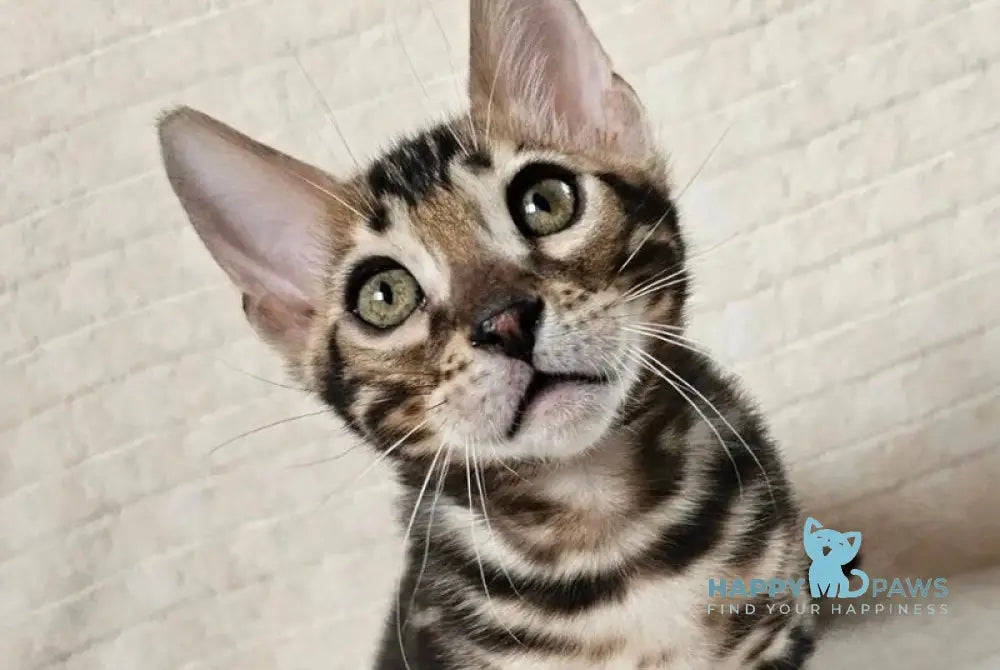 Gogen Bengal male black spotted tabby live animals