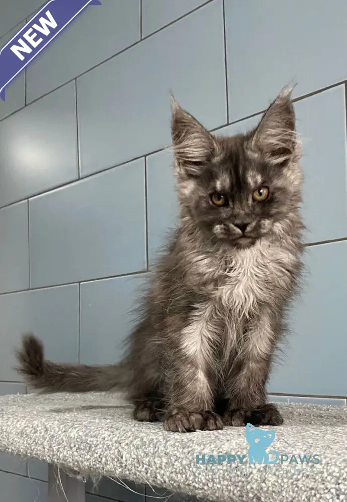 Gold Rush Maine Coon polydactyl female black silver live animals
