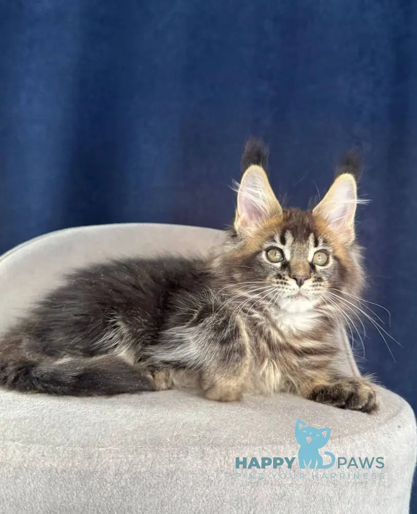 Golda My Maine Coon female black ticked tabby live animals