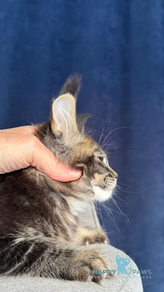 Golda My Maine Coon female black ticked tabby live animals