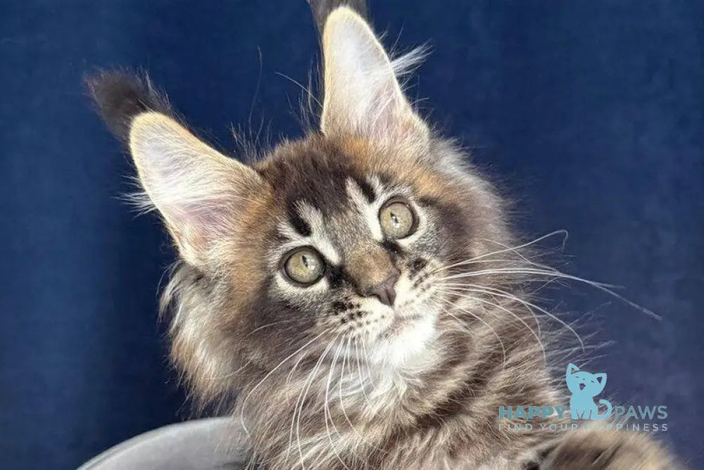 Golda My Maine Coon female black ticked tabby live animals