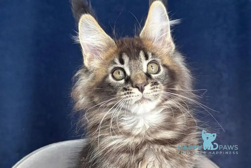 Golda My Maine Coon female black ticked tabby live animals