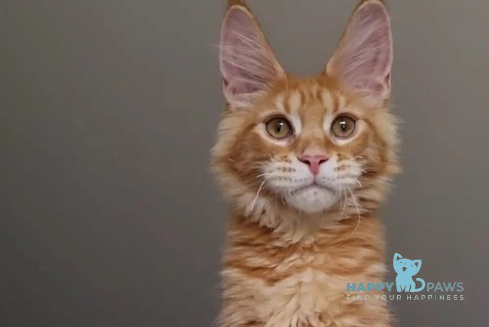 Golden Boy Maine Coon male red tabby live animals