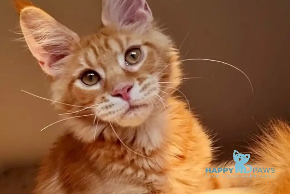 Golden Boy Maine Coon male red tabby live animals