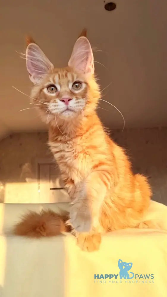 Golden Boy Maine Coon male red tabby live animals