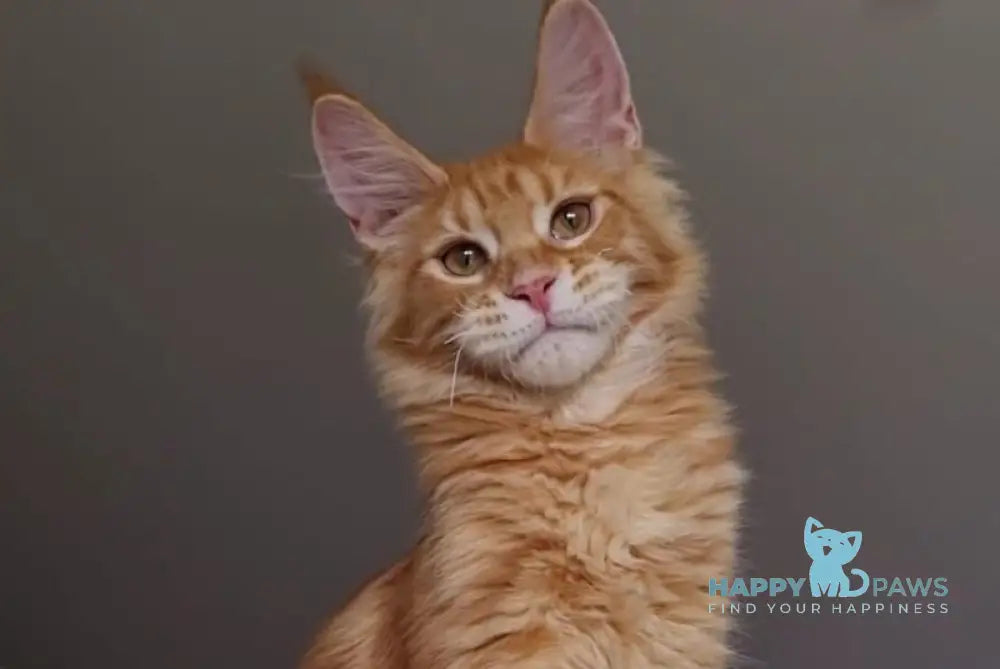 Golden Boy Maine Coon male red tabby live animals