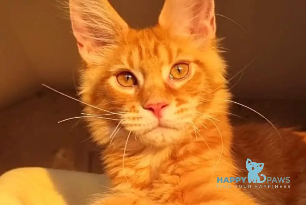 Golden Boy Maine Coon male red tabby live animals