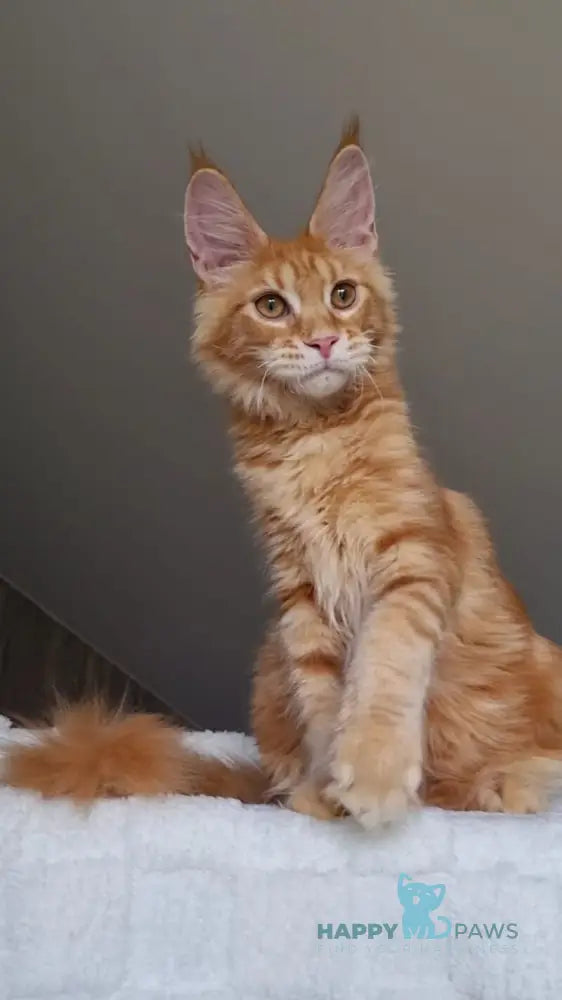 Golden Boy Maine Coon male red tabby live animals