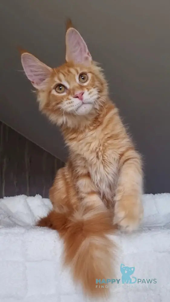 Golden Boy Maine Coon male red tabby live animals