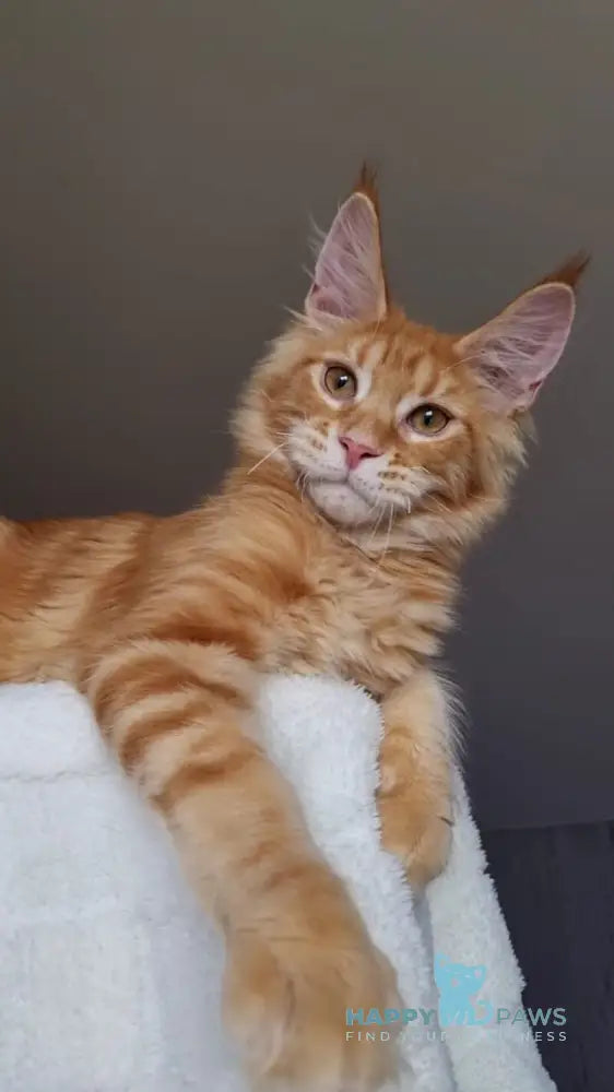 Golden Boy Maine Coon male red tabby live animals