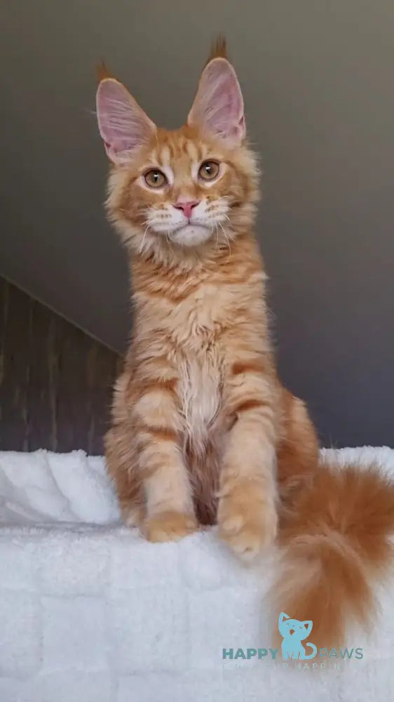 Golden Boy Maine Coon male red tabby live animals