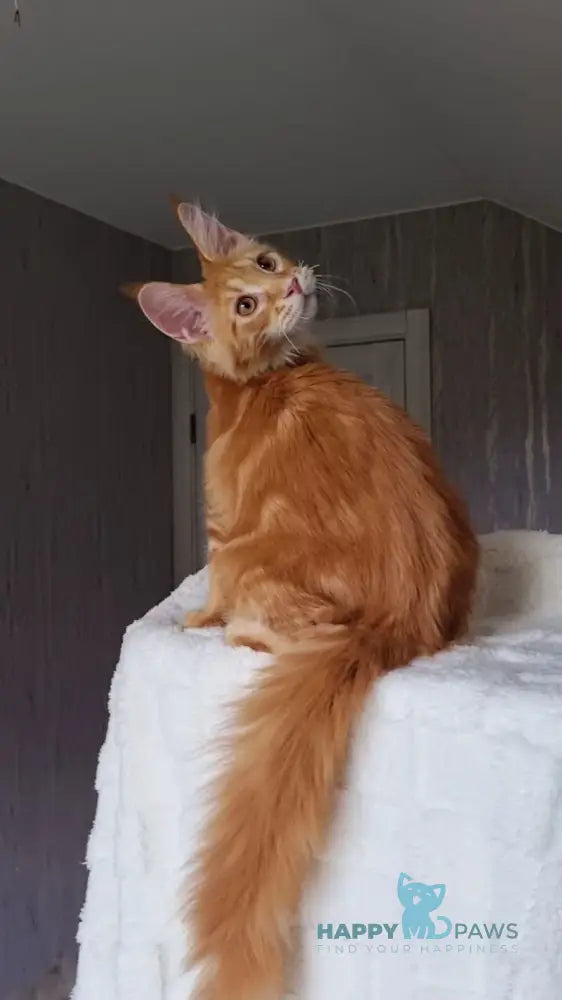 Golden Boy Maine Coon male red tabby live animals