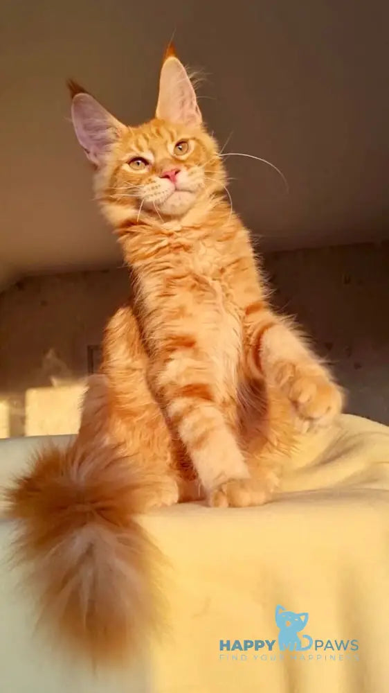 Golden Boy Maine Coon male red tabby live animals
