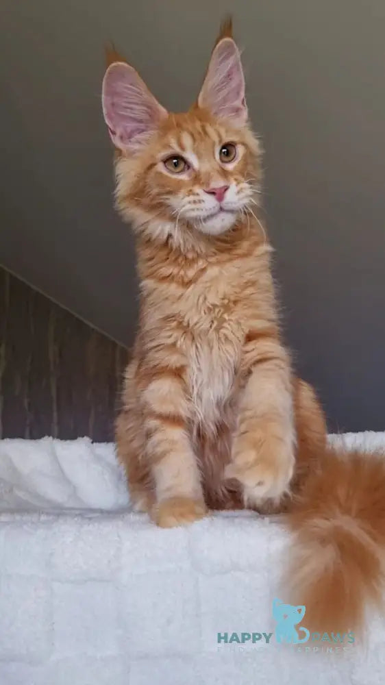 Golden Boy Maine Coon male red tabby live animals