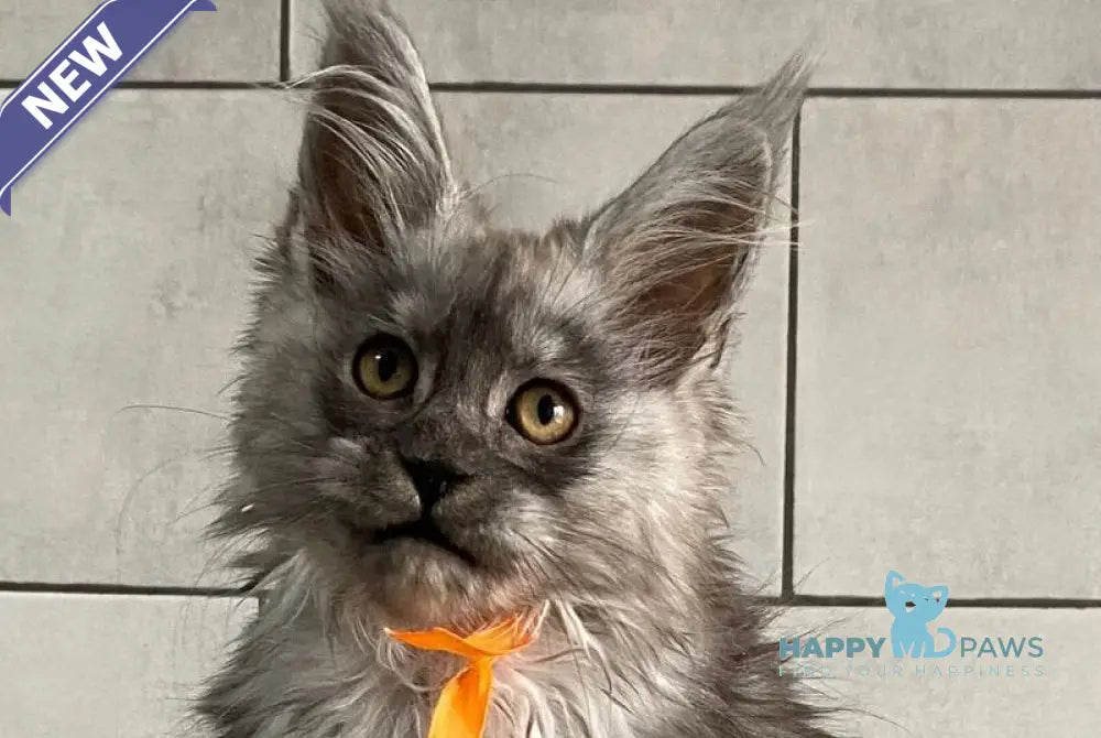 Golden Love Maine Coon polydactyl female black silver live animals