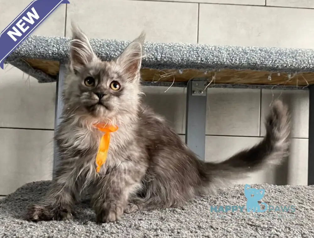 Golden Love Maine Coon polydactyl female black silver live animals