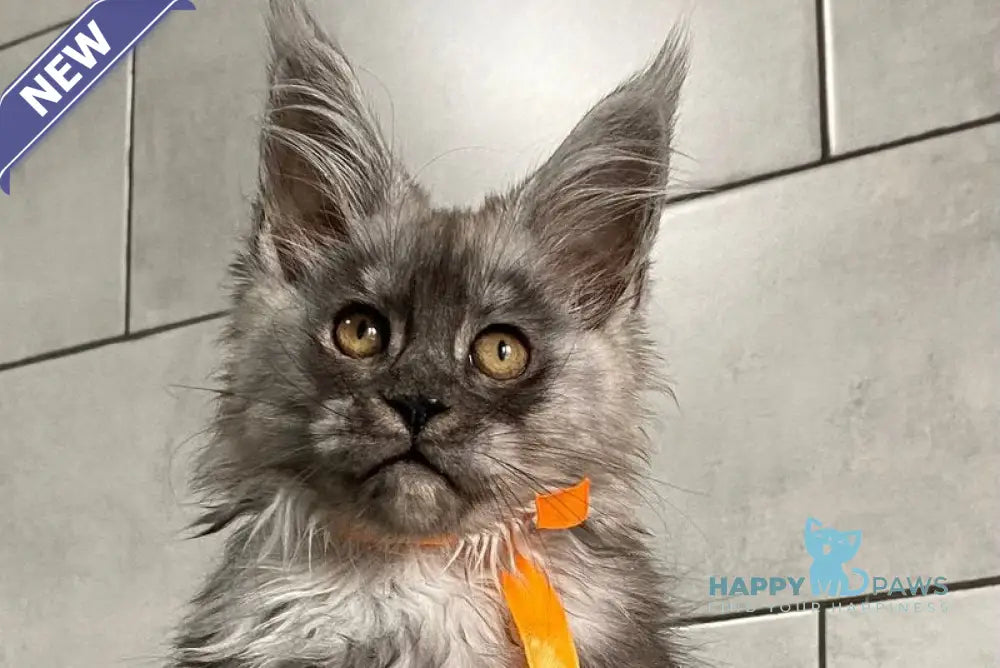 Golden Love Maine Coon polydactyl female black silver live animals