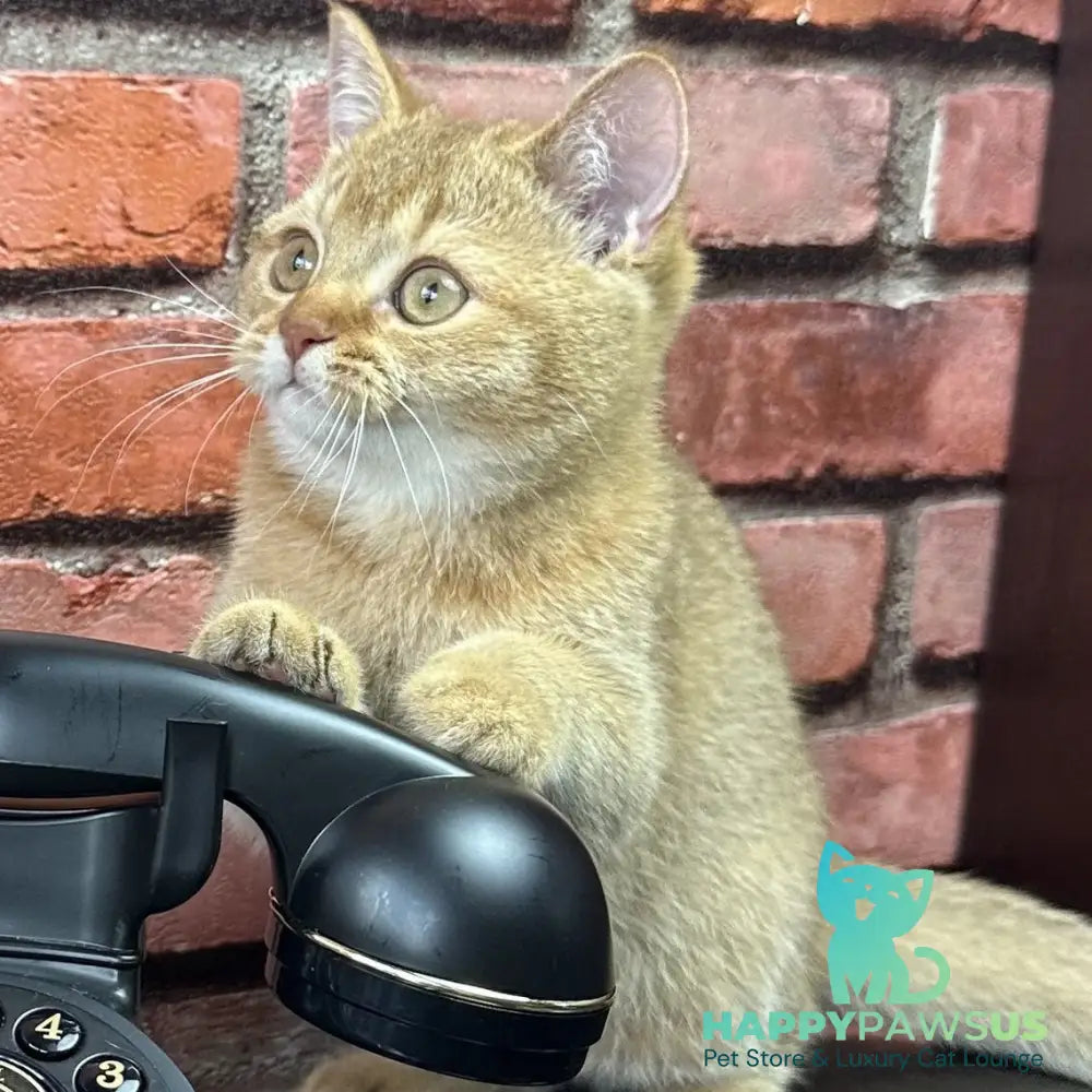 Golden Prince British Shorthair male cinnamon golden shaded - live animals