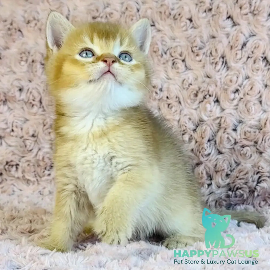 Golden Prince British Shorthair male cinnamon golden shaded - live animals