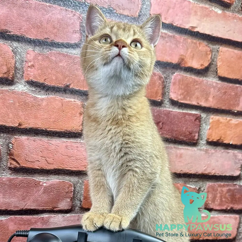 Golden Prince British Shorthair male cinnamon golden shaded - live animals