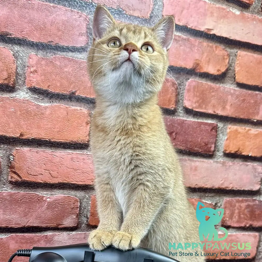 Golden Prince British Shorthair male cinnamon golden shaded - live animals
